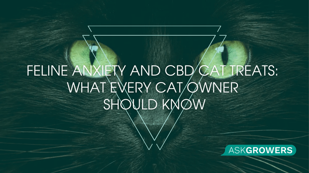 CBD Cat Treats for Anxiety A Natural Solution to Feline Stress